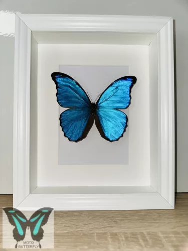 Morpho didius lepke fehér 3D keretben 2