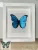 Morpho didius lepke fehér 3D keretben 2