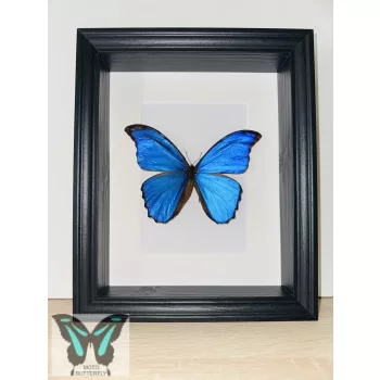 Morpho didius lepke fekete 3D keretben 