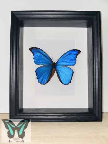 Morpho didius lepke fekete 3D keretben 