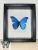 Morpho didius lepke fekete 3D keretben 