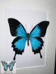 Morpho didius lepke fekete 3D keretben 