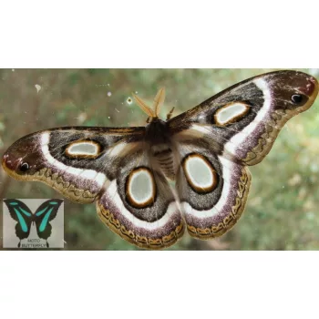 Epiphora mythimnia éjjeli lepke báb