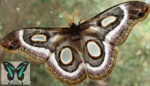 Epiphora mythimnia éjjeli lepke báb