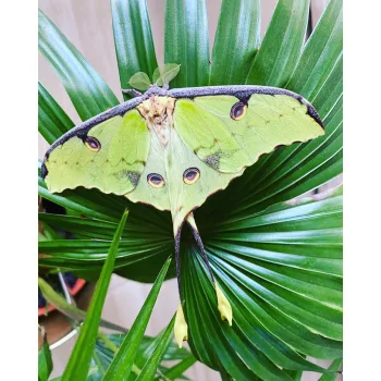 Argema mimosae éjjeli lepke