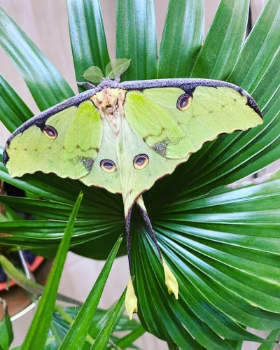 Argema mimosae éjjeli lepke