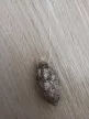 Argema mimosae éjjeli lepke báb