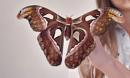 Attacus atlas éjjeli lepke