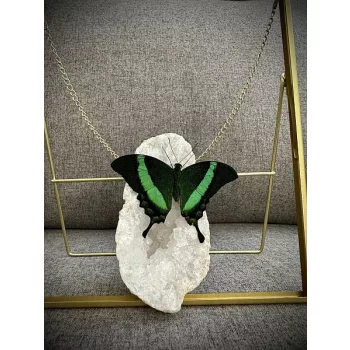 Papilio palinurus nappali lepke