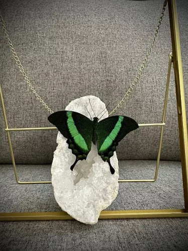 Papilio palinurus nappali lepke