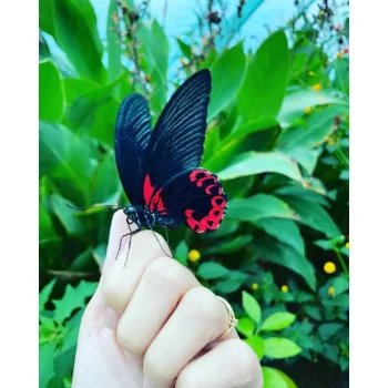 Papilio rumanzovia nappali pillangó hím