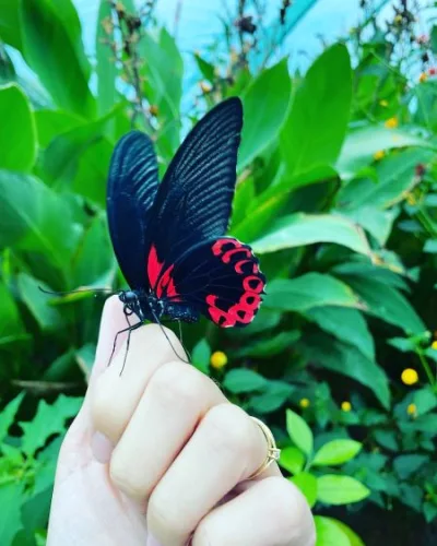Papilio rumanzovia nappali pillangó hím