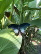 Papilio rumanzovia nőstény nappali pillangó hím