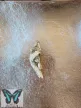 Papilio rumanzovia lepke báb