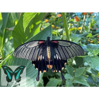 Papilio lowi lepke báb
