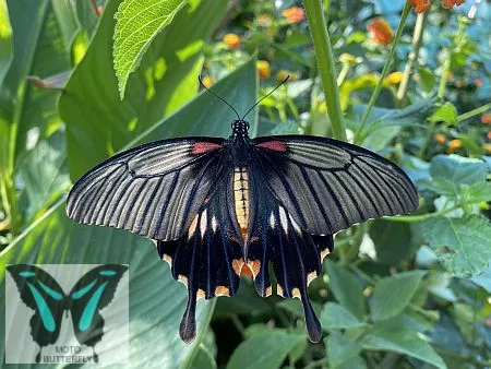 Papilio lowi lepke báb