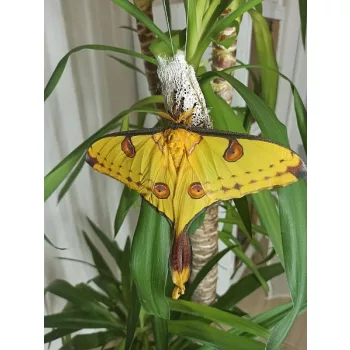 Argema mittrei lepke