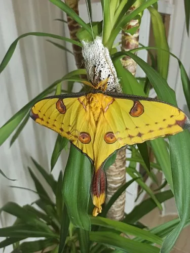 Argema mittrei lepke