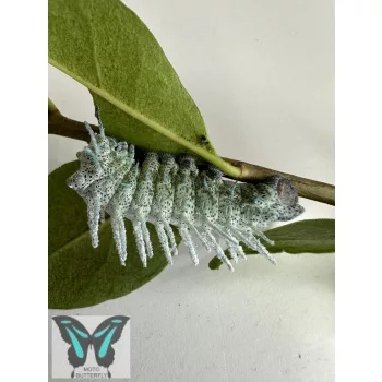 Attacus atlas éjjeli lepke hernyó