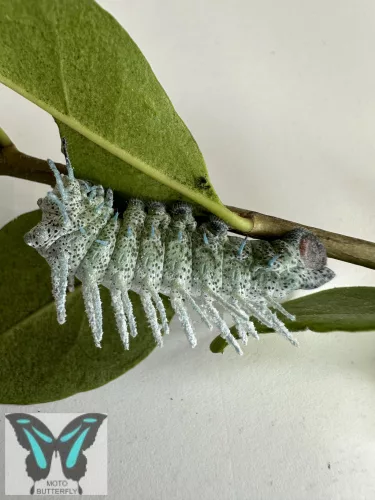 Attacus atlas éjjeli lepke hernyó