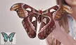 Attacus atlas éjjeli lepke hernyó imágója
