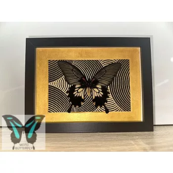 Papilio memnon valódi pillangó fekete keretben