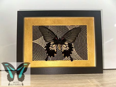 Papilio memnon valódi pillangó fekete keretben