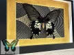Papilio memnon valódi pillangó fekete keretben