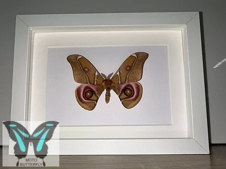 Antherina suraka magadaszkári éjjeli lepke fehér 3Dkeretben