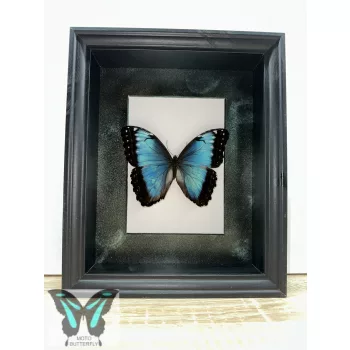 Morpho peleides lepke fekete 3D keretben zöld rámával