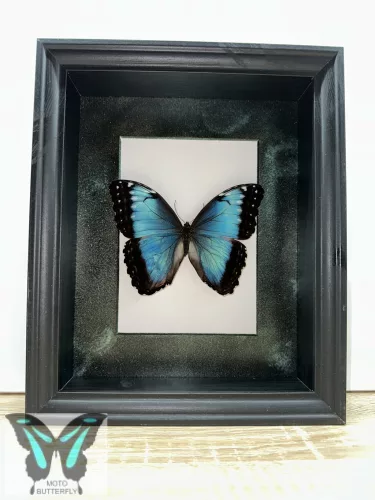 Morpho peleides lepke fekete 3D keretben zöld rámával
