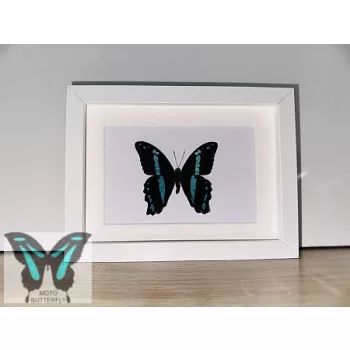 Papilio nireus valódi pillangó fekete 3D keretben