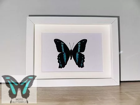 Papilio nireus valódi pillangó fekete 3D keretben