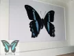 Papilio nireus valódi pillangó fekete 3D keretben