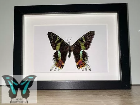 Urania ripheus valódi lepke fekete 3D keretben