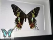 Urania ripheus valódi lepke fekete 3D keretben
