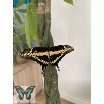 Papilio thoas lepke báb
