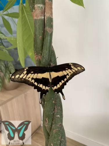 Papilio thoas lepke báb