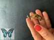 Papilio thoas lepke báb