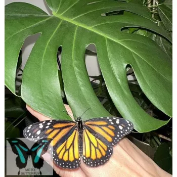 Pompás királylepke báb- Danaus plexippus