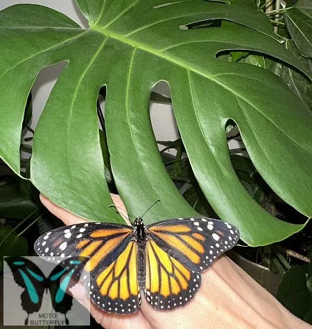 Pompás királylepke báb- Danaus plexippus