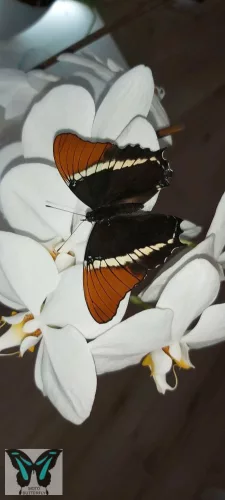 Siproeta epaphus lepke báb