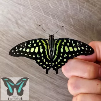 Graphium agamemnon lepke báb