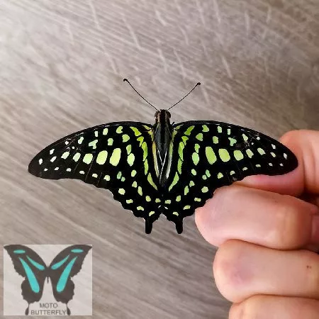 Graphium agamemnon lepke báb