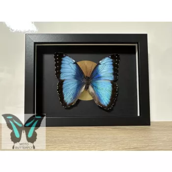 Morpho peleides lepke fekete keretben aranykör