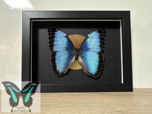 Morpho peleides lepke fekete keretben aranykör