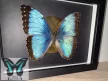 Morpho peleides lepke fekete keretben aranykör