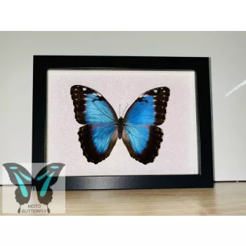 Morpho peleides lepke fekete keretben csillámos háttérrel