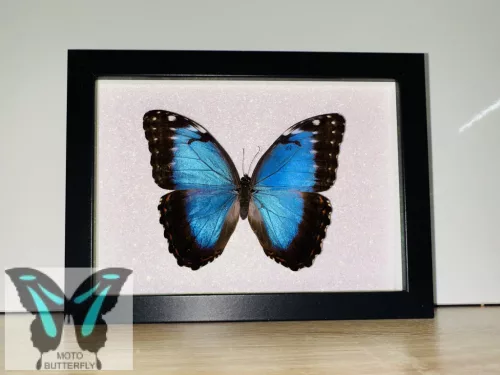 Morpho peleides lepke fekete keretben csillámos háttérrel