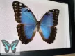 Morpho peleides lepke fekete keretben csillámos háttérrel
